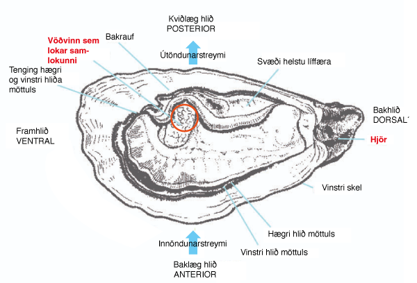 Anatomia ostrunnar